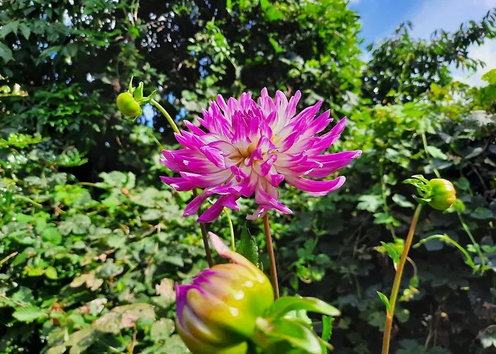 De Akker, Unieke Overnachting In Pipowagens!